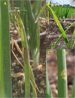 Invasion of fall armyworm, (Spodoptera frugiperda, J E Smith) (Lepidoptera, Noctuidae) on onion in the maize–onion crop sequence from Maharashtra, India